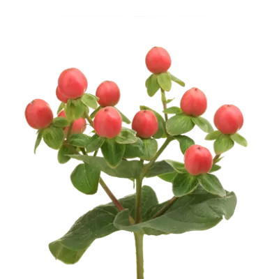 Hypericum Tomato Flair®