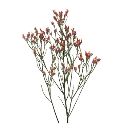 Limonium Max Diamond