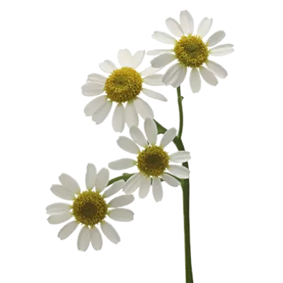 Tanacetum parthenium ‘Single Vegmo’