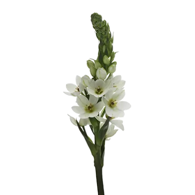 Ornithogalum Milky Way