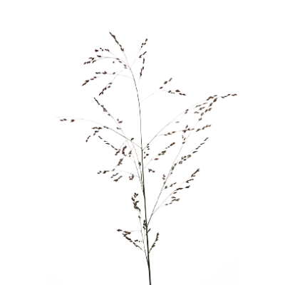 Panicum Warrior