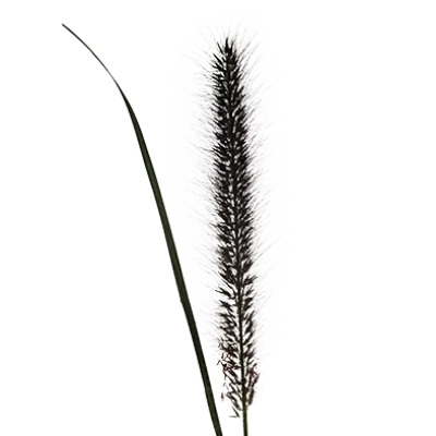 Pennisetum Black Fox