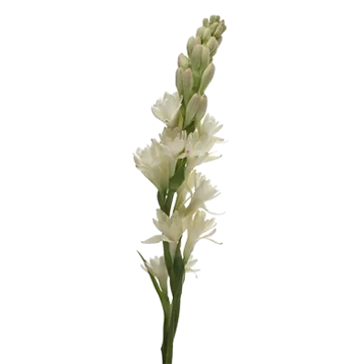 Polianthes Elvy Ivory