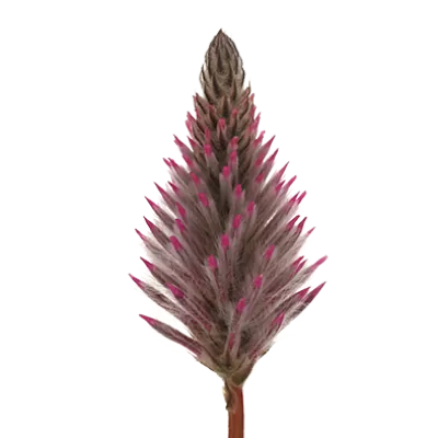 Ptilotus Matilda