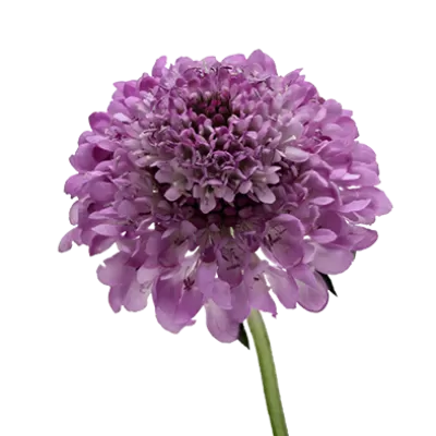 Scabiosa Virtuoso Saura