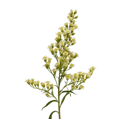 Solidago Carzan Moonlight