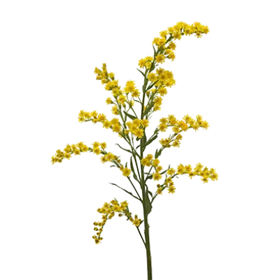 Solidago Taramba