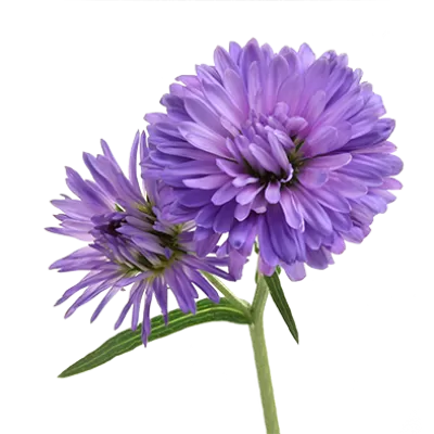 Aster Dark Milka 