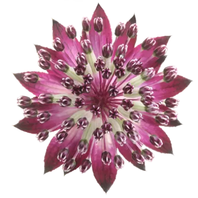 Astrantia Star® of Love