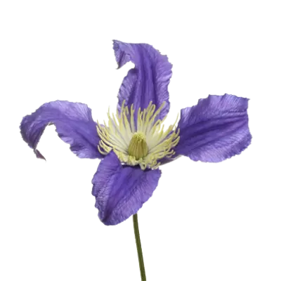 Clematis Amazing® Blue Pirouette