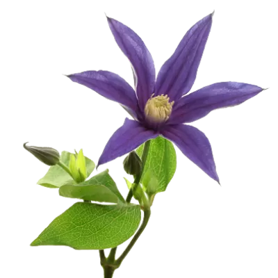 Clematis Amazing® Oslo