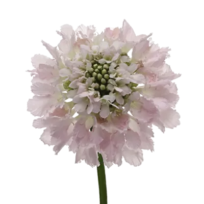 Scabiosa Bon Bon Scoop™ French Vanilla