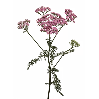 Achillea Anna