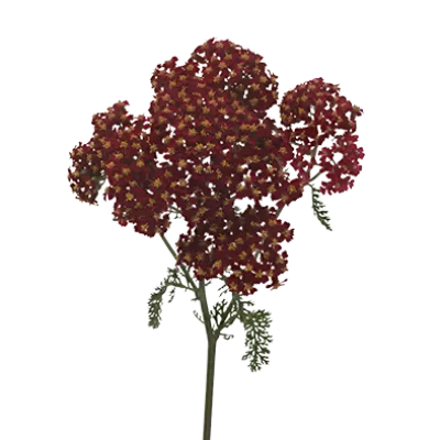 Achillea Discodip Red