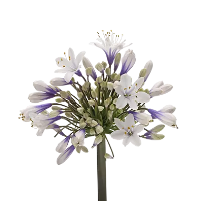 Agapanthus Twister 