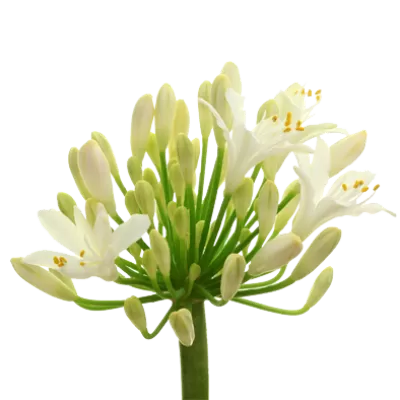 Agapanthus Gletsjer