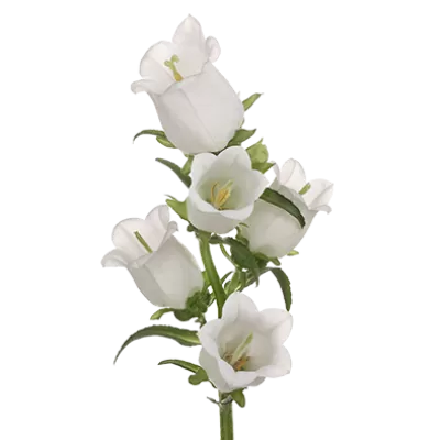 Campanula Champion White 