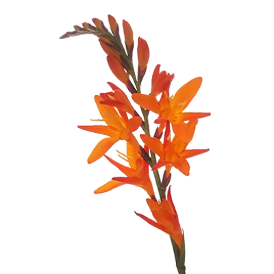 Crocosmia Prince of Orange  