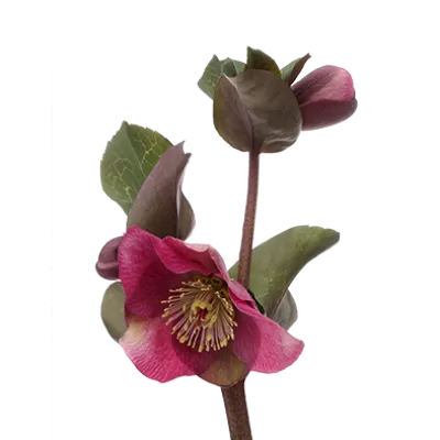 Helleborus Anna's Red 