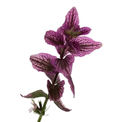 Salvia Pink Lagoon
