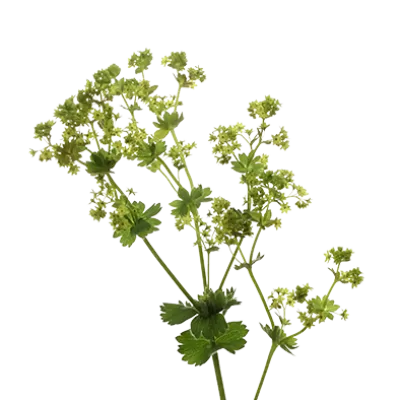 Alchemilla Mollis Robustica