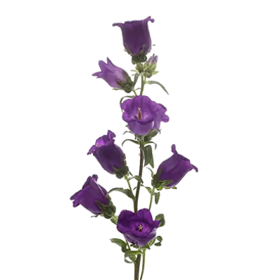 Campanula Champion Blue