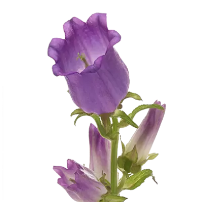 Campanula Champion Lilac 