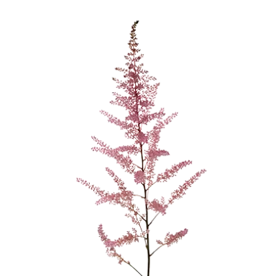 Astilbe Erika