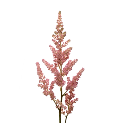 Astilbe Vision Inferno 