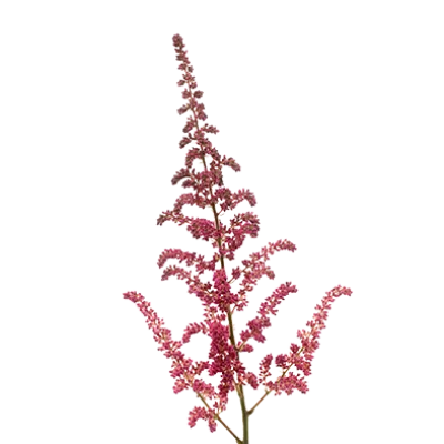 Astilbe Vision in Pink 