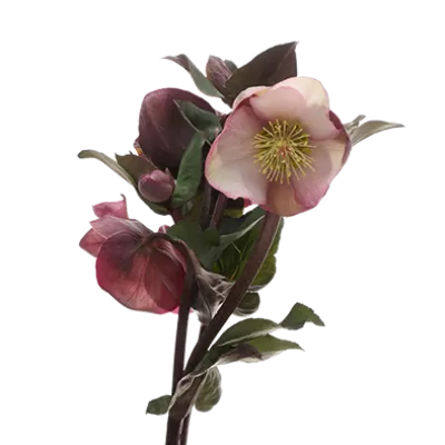 Helleborus Penny's Pink 