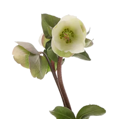 Helleborus Moondance 