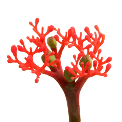 Jatropha Firecracker