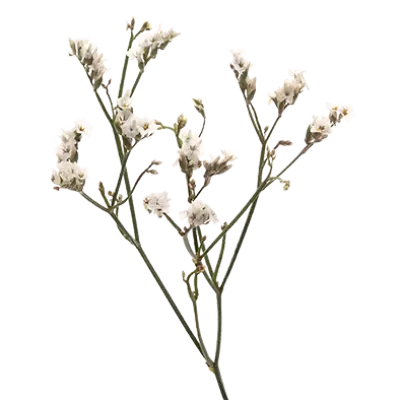 Limonium Piña Colada