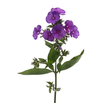 Phlox Düsterlohe