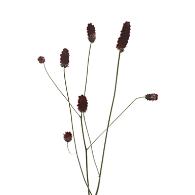 Sanguisorba Red Dream®