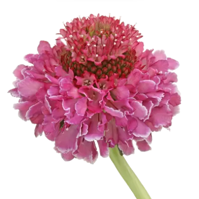 Scabiosa Focal Scoop™ Bicolor Pink