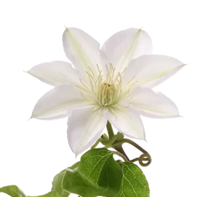 Clematis Amazing® Vienna