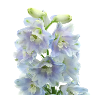 Delphinium Guardian Lavender