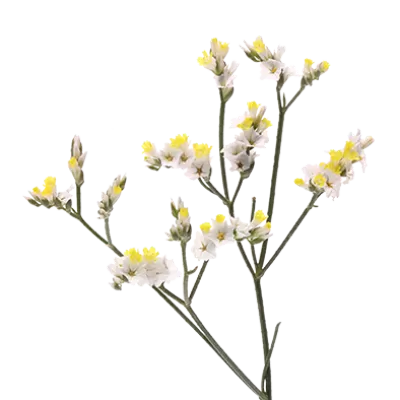 Limonium China White