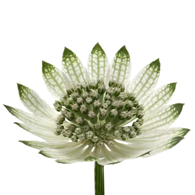 Astrantia Billion Star XL