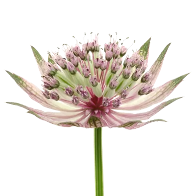 Astrantia Star® of Africa