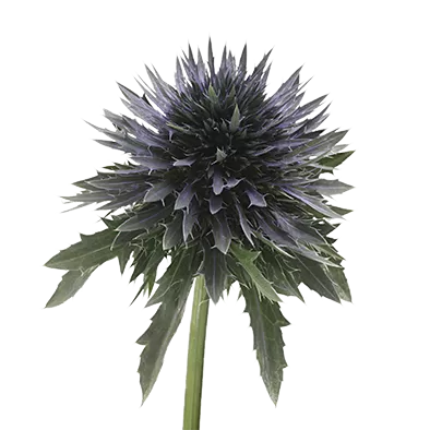 Eryngium Scorpius Questar®