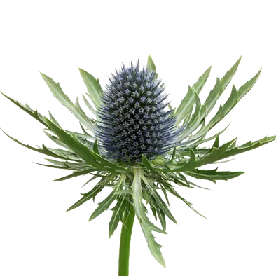 Eryngium Aquarius Questar®