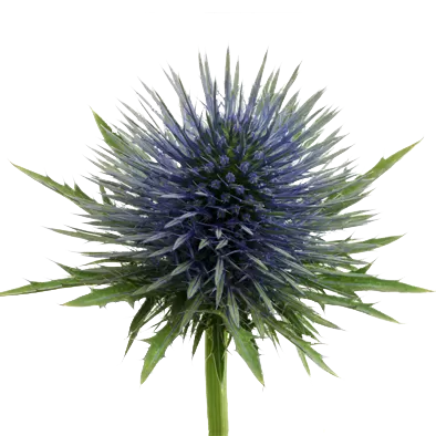 Eryngium Magnetar Questar®