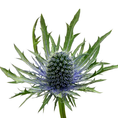 Eryngium Orion Questar®