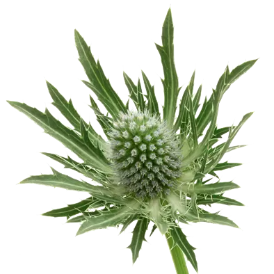 Eryngium Sirius Questar®