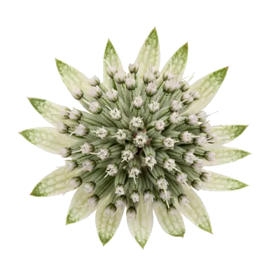 Astrantia Billion Star®