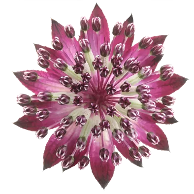 Astrantia Star® of Love