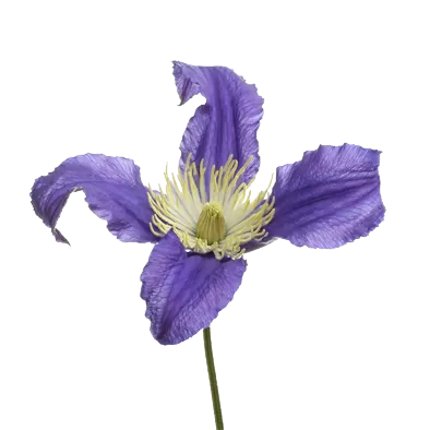 Clematis Amazing® Blue Pirouette